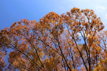 Blue sky and autumn leaves