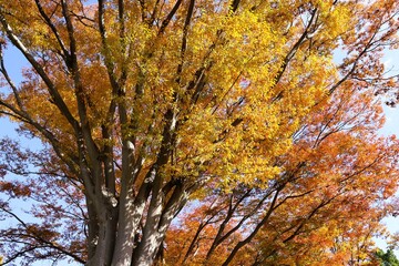 Blue sky and autumn leaves