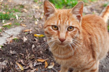 Orange cat looking at the camera
