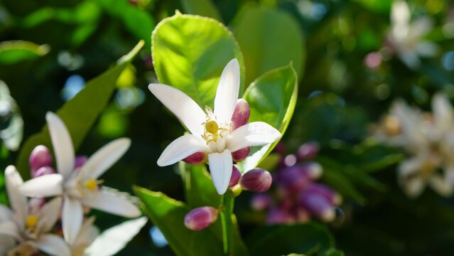 Vibrant macro photograph capturing the delicate beauty of citrus blossoms and unopened buds nestled among glossy green leaves in natural sunlight.