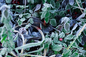 frozen green grass on an autumn day
