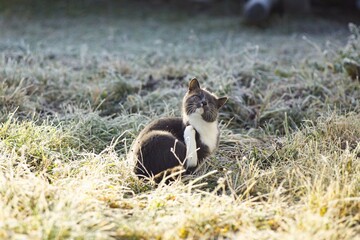 a grey cat on the ice covered grass
