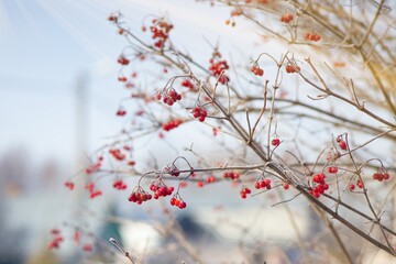 frozen red row on a tree
