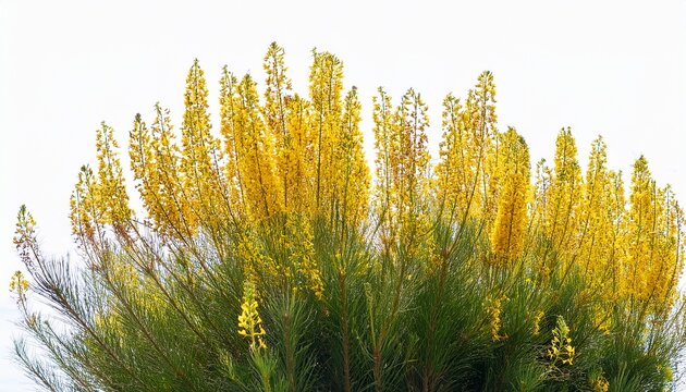 Isolated Spanish Broom Spartium Junceum Architectural Photography