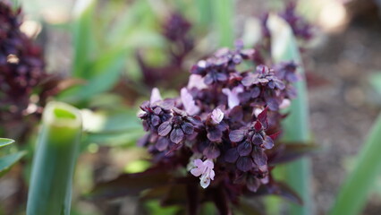 Detailed view of aromatic basil flowers in shades of purple and pink, with blurred green foliage surrounding the central bloom.