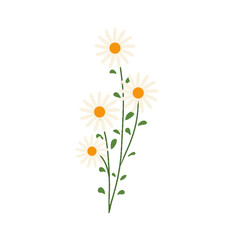 daisy bouquet illustration for stickers or decoration