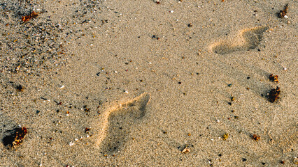 Footprints are imprinted in the wet sand, capturing a fleeting moment along the beach and creating a natural coastal pattern.
