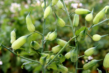 Schoten des Acker-Rettichs