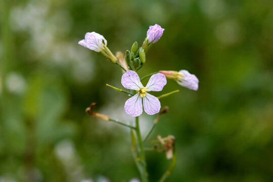 Bl&uuml;ten des Acker-Rettichs