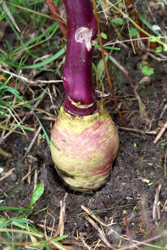 Die Frucht des Acker-Rettichs