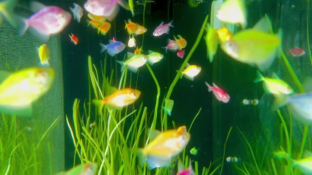 aquarium full of beautiful fish and plants
