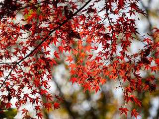 鮮やかな赤色の紅葉