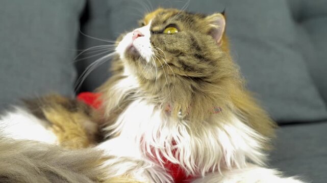 Adorable fluffy cat with striking yellow eyes rests on soft couch, showcasing its calm demeanor and unique features, making it perfect domestic pet for tranquility and charm