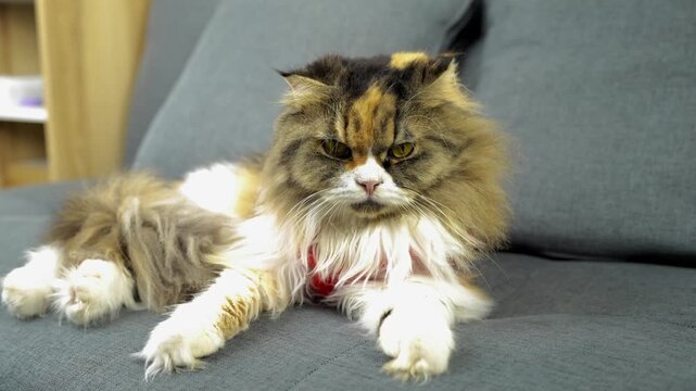 Fluffy Persian cat with unique coat lounging on gray sofa, showcasing calm demeanor and slightly annoyed expression, creating cozy atmosphere with its beautiful fur and striking eyes