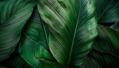 Abstract Tropical Leaf Textures On Dark Tone Natural Green Background