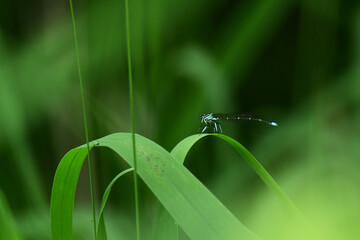 細い草に止まるモノサシトンボ © mayudama