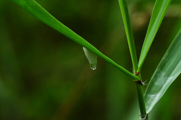 Obraz premium 草についたアワフキムシの巣