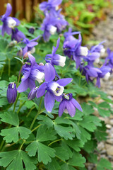 満開の庭のオダマキ