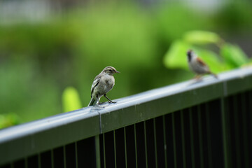 フェンスに止まる夏のハクセキレイの幼鳥