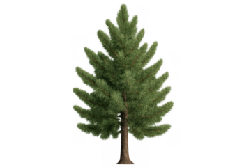 Evergreen pine tree with green needles on transparent background, symbol of nature, christmas, and forest