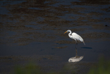 Great Egret Standing in Shallow Wetlands with Reflection