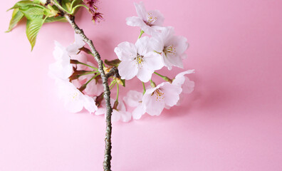 桜の花_ヘッダー背景