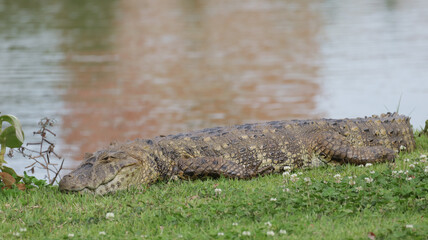 An alligator in Florianópolis, Santa Catarina, Brazil