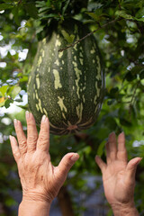 Hands of an Elderly Asian Woman Reaching for a Pumpkin on the Vine