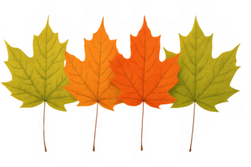 Four autumn maple leaves displaying seasonal colors of yellow, orange, and red on a transparent background