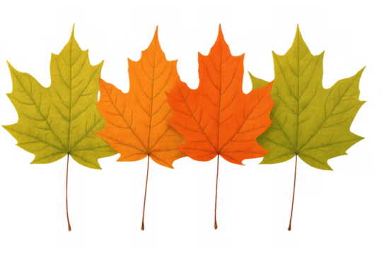Four autumn maple leaves displaying seasonal colors of yellow, orange, and red on a transparent background - Powered by Adobe