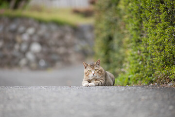 道端で伏せている野良猫