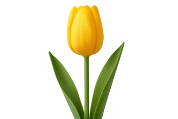 Vibrant yellow tulip with green stem and leaves, capturing spring bloom and beauty, isolated with transparent background