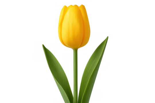 Vibrant yellow tulip with green stem and leaves, capturing spring bloom and beauty, isolated with transparent background