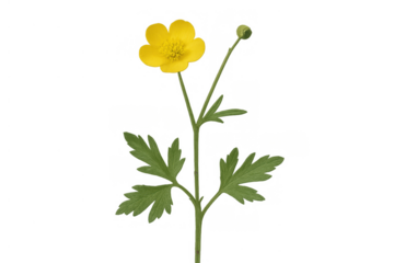Buttercup plant showing a vibrant yellow flower and a bud, with green leaves, cut out on a transparent background