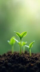 Fototapeta premium Close-up of several small, vibrant green sprouts emerging from dark, rich soil, with a soft, blurred green background.