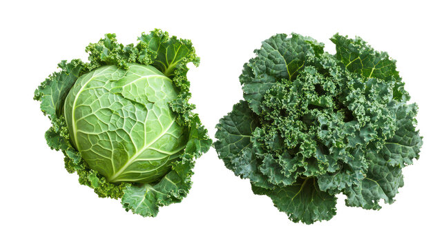 Fresh cabbage and kale with green leaves overhead two sets side by side on transparent background - Powered by Adobe