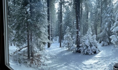 A snowy forest with trees covered in snow