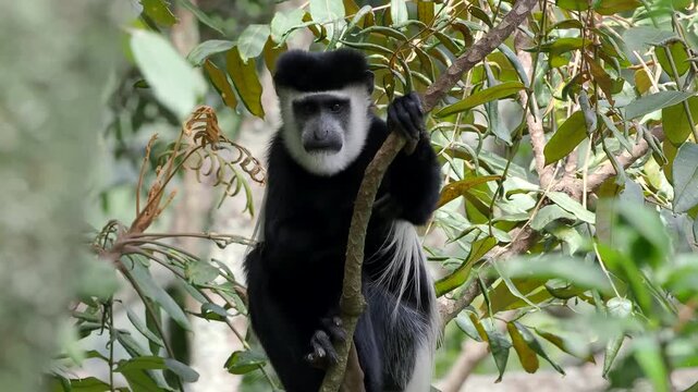 A black and white monkey close up. Black and white colobus or Mantled guereza (Colobus guereza) in african rainforest. Primate eats young shoots and leaves.