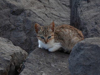 playful kitten exploring a sandy beach in Tangier, Morocco. Warm natural light, relaxed atmosphere, and authentic coastal setting. Ideal for travel, animal behavior, and Mediterranean themes.