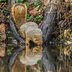 An eastern fox squirrel, Sciurus niger, drinks water from the Yellow River in Northern Indiana