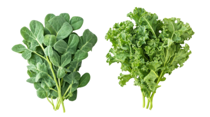 Fresh fenugreek leaves and kale overhead two sets side by side on transparent background