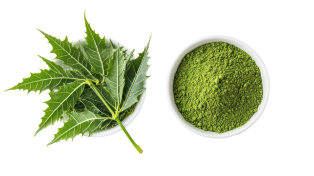 Fresh green neem leaves and neem leaf powder overhead two sets side by side on transparent background