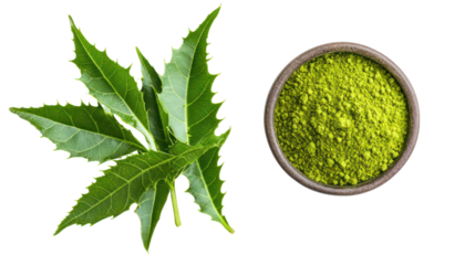 Fresh green neem leaves and neem leaf powder overhead two sets side by side on transparent background