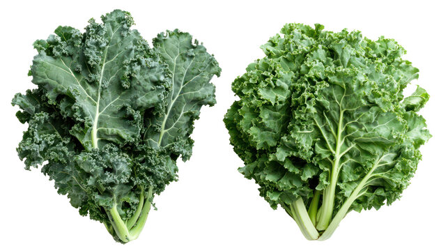Two bunches of fresh curly kale isolated on transparent background