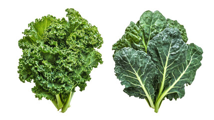 Two types of kale leaves isolated on transparent background