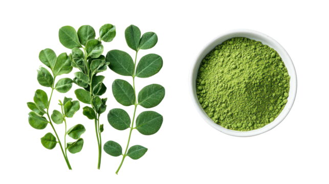 Fresh moringa leaves and powder isolated on transparent background