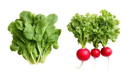 Fresh picked moringa leaves and moringa leaf powder in neat piles on transparent background
