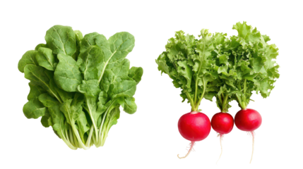 Fresh picked moringa leaves and moringa leaf powder in neat piles on transparent background