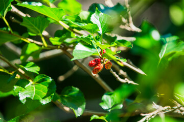 Mulberry fruit on the tree with green leaves in the garden