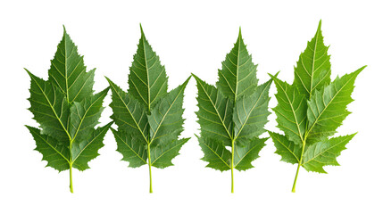Fresh picked moringa leaves and moringa leaf powder in neat piles on transparent background